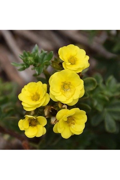 Перстач чагарниковий Лемон Мерінг квіти лимонного кольору